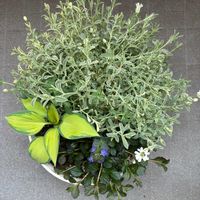 アジュガ,シレネ,ホスタ ジューン,ベランダの画像