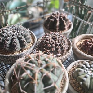 ギムノカリキウム,ギムノカリキウム バッテリー,ギムノカリキウム瑞昌玉,ギムノカリキウム　ダムシー,植中毒の画像