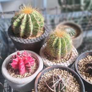 英冠玉,ノトカクタス,植中毒,植物好きの画像