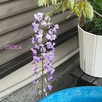 フジ,フジ,ふじ,ふじ,ふじ 藤の画像