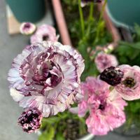 ツルニチニチソウ,ツルニチニチソウ,ラナンキュラス,ラナンキュラス,ラナンキュラスの画像