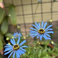 山野草,シェードガーデン,春の訪れ,ズボラガーデナー,青い花マニアの画像