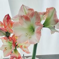 ハルオチア,マジック アマリリス,多肉植物,お部屋に花を,カーテン越しの画像