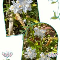 シャガ,シャガ,好きなお花,図書館の庭,月曜の朝の画像