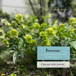 クリスマスローズ,ナチュラルガーデン,ジャンクガーデン,シェードガーデン,ナチュラルスタイルの画像