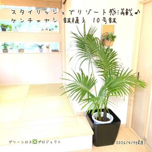 ケンチャヤシ,ケンチャヤシ,やし,観葉植物,鉢植えの画像