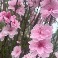 ボケ,ボケ,はなもも,はなもも,可愛いの画像