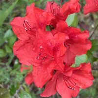 ツバキ,レモン,赤い花,ピンクの花,GSのみなさんに感謝♡の画像