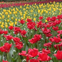 花のある暮らし,お出かけ先の画像