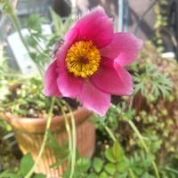 オキナグサ,癒される,花のある暮らし,見てくれてありがとう♡,暮らしに癒しをの画像