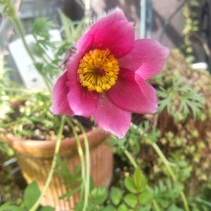 オキナグサ,癒される,花のある暮らし,見てくれてありがとう♡,暮らしに癒しをの画像