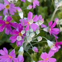 クリスマスローズ,サクラソウ,ツバキ,備忘録,お写ん歩の画像