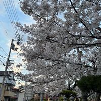サクラ,さくら サクラ 桜,花のある暮らし,黒にゃんこ隊,桜(さくら)リレーの画像