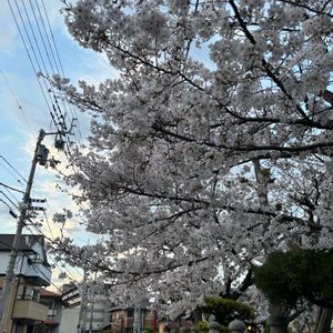 サクラ,さくら サクラ 桜,花のある暮らし,黒にゃんこ隊,桜(さくら)リレーの画像