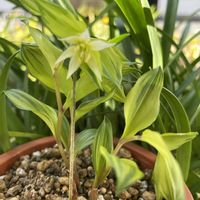 チゴユリ,山野草,元気もらえる,お花のある暮らしの画像