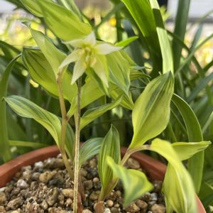 チゴユリ,山野草,元気もらえる,お花のある暮らしの画像