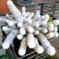 サボテン,マミラリア 姫春星,アボニア　パピラケア,あなたはだぁれ？の画像