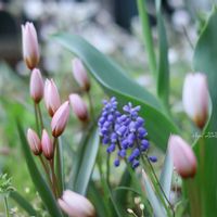 原種系チューリップ ヒルデ,球根植物,花のある暮らし,HTC,信楽狸倶楽部の画像