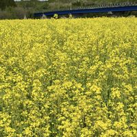 菜の花,癒し,花のある暮らし,おでかけ先の画像