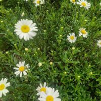 アジュガ,イキシア,フリージア,エリゲロン,フランス菊の画像