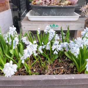 プシュキニア,プシュキニア,鉢植え,青森,花のある暮らしの画像