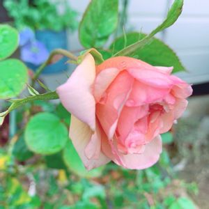 バラ,ありがとう♡嵐♡,バラと夢CLUB,月曜にはバラ,チーム岐阜の画像