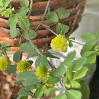 ラッキークローバー,トリフォリウム,トリフォリウム,バスケット,ハンギングバスケットの画像