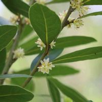 月桂樹,常緑高木,今日のお花,雌雄異株,ちっちゃいものクラブの画像