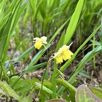 イカリソウ,花言葉,山野草,黄色の花,花いろいろの画像