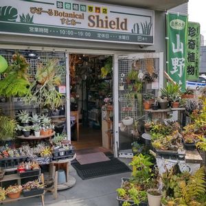 多肉植物,ウラボシ科,ビカクシダ属,食中植物,塊根の画像