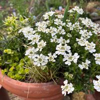 イベリス,チューリップ,チューリップ・プリティウーマン,宿根イベリス,おうち園芸の画像