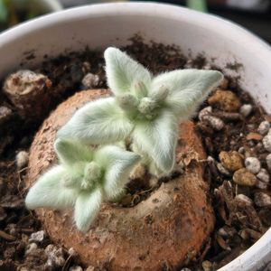 断崖の女王,断崖の女王,シンニンギア・レウコトリカ,根塊植物,窓辺の画像