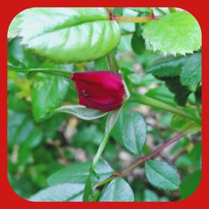 ミニバラ,赤い花,月曜日にはバラを,明日はきっと良い日になる,ワクワクの花たちの画像