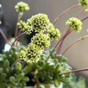 フェンウッド,フェンウッド,クラッスラ姫稚児,クラッスラ姫稚児,多肉植物の画像