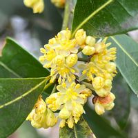 月桂樹,今日のお花,咲き始めのお花たちの画像