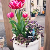 ネメシア,チュウリップ,くろーばー☘️,寄せ植え,鉢植えの画像