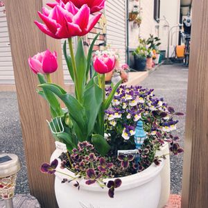 ネメシア,チュウリップ,くろーばー☘️,寄せ植え,鉢植えの画像