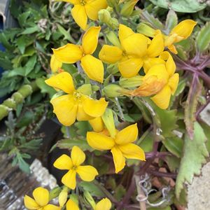 カランコエ,カランコエ,鉢植え,ほったらかし,沖縄の画像