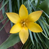 チューリップ,花壇,玄関アプローチ,畑の画像