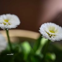 デージー,ベランダガーデン,マクロレンズ,ミラーレス一眼,わがやの植物の画像