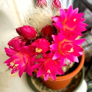 我が家のサボテン,お花がいっぱい咲いて来ました,ベランダの画像