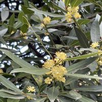月桂樹,月桂樹,黄色い花,今日のお花,クスノキ科の画像