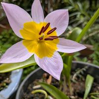 植木鉢,花いろいろ,バラと夢CLUB,フェンスの隙間から,おうち園芸の画像