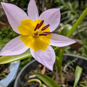 植木鉢,花いろいろ,バラと夢CLUB,フェンスの隙間から,おうち園芸の画像