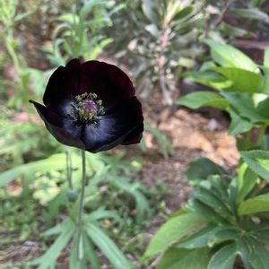 ポピー ブラックマジック,ガーデニング,種まき,庭の画像