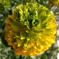 ラナンキュラス,ドライフラワー,ラナンキュラスポンポン,ラナンキュラス ピーターパン,ラナンキュラス 希少の画像