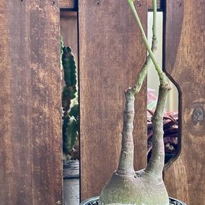 アデニア・グラウカ,多肉植物,塊根植物,お目覚め,神奈川タニラーの画像