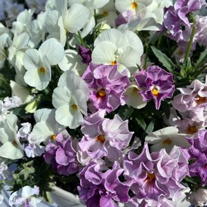 ネモフィラ,ノースポール,ペビリアンデージー,ゲウム　リバレ,ビオラ・パンジーの画像