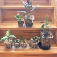 ガジュマル,ガジュマル,ディフェンバキア,フィカス・エラスティカ,フィカス・エラスティカの画像