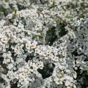 花のある暮らし,植物のある暮らし,葉っぱ好き,植物が好き♡,花が好き♡の画像